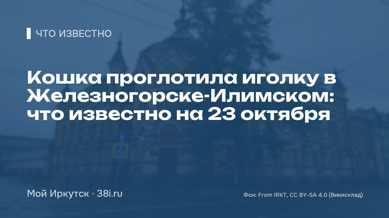 Кошка проглотила иголку в Железногорске-Илимском: что известно на 23 октября