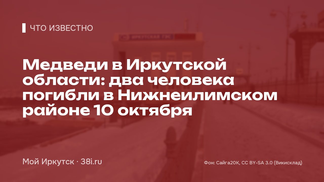 Медведи в Иркутской области: в Нижнеилимском районе 10 октября нашли двух погибших