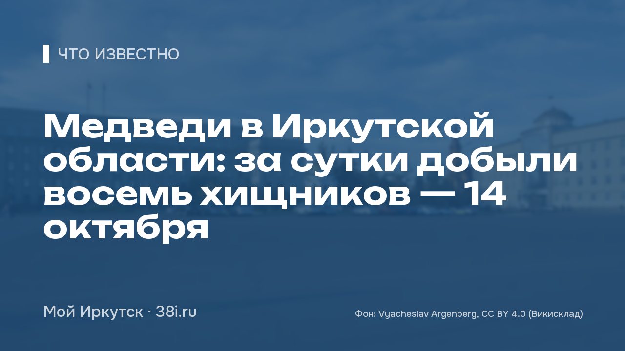 Медведи в Иркутской области: за сутки добыли восемь хищников — 14 октября