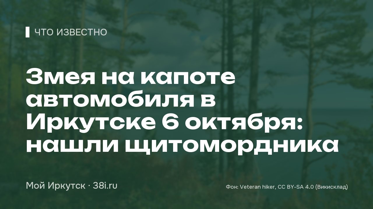 Змея на капоте автомобиля в Иркутске 6 октября: нашли щитомордника